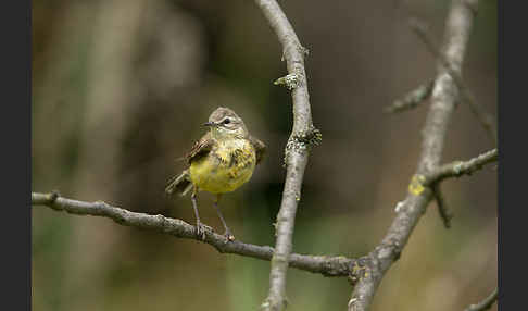 Wiesenschafstelze (Motacilla flava)