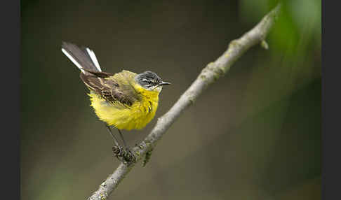 Wiesenschafstelze (Motacilla flava)