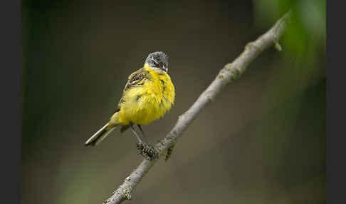 Wiesenschafstelze (Motacilla flava)