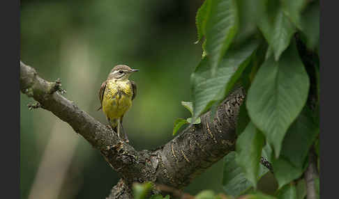 Wiesenschafstelze (Motacilla flava)