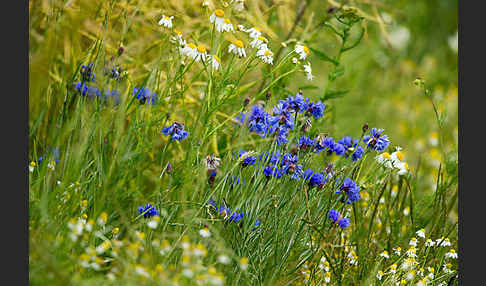 Kornblume (Centaurea cyanus)