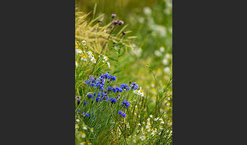 Kornblume (Centaurea cyanus)