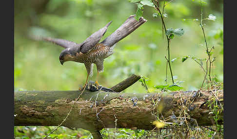 Sperber (Accipiter nisus)