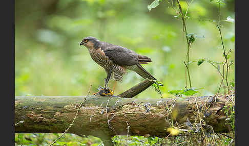 Sperber (Accipiter nisus)