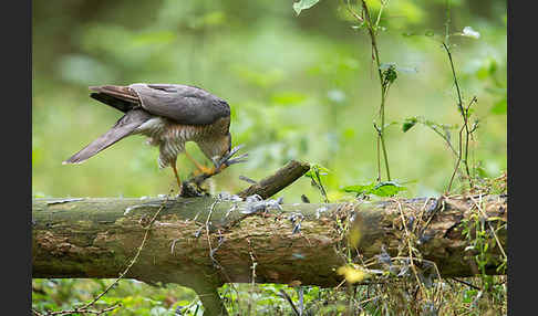 Sperber (Accipiter nisus)