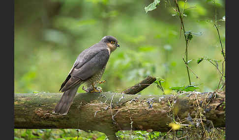 Sperber (Accipiter nisus)