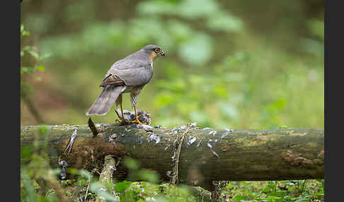 Sperber (Accipiter nisus)