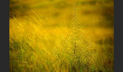 Italienische Natternkopf (Echium italicum)