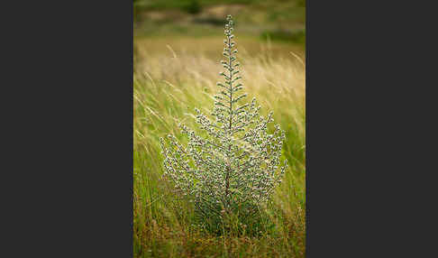 Italienische Natternkopf (Echium italicum)