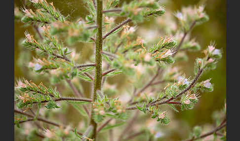 Italienische Natternkopf (Echium italicum)