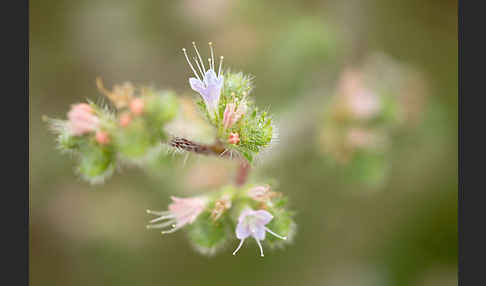 Italienische Natternkopf (Echium italicum)