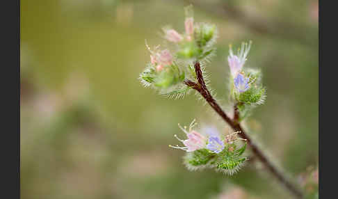 Italienische Natternkopf (Echium italicum)