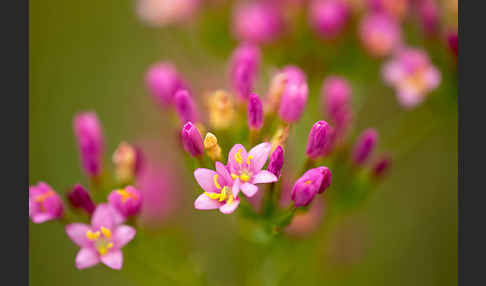 Echtes Tausendgüldenkraut (Centaurium erythraea)