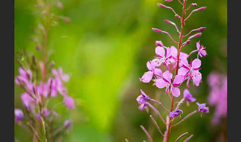 Schmalblättriges Weidenröschen (Epilobium angustifolium)