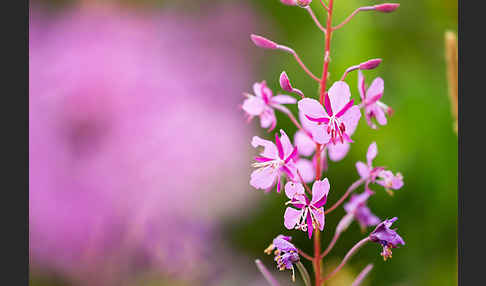 Schmalblättriges Weidenröschen (Epilobium angustifolium)