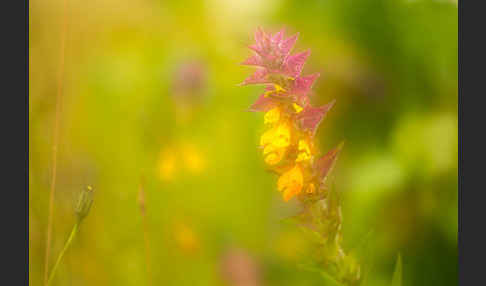 Hain-Wachtelweizen (Melampyrum nemorosum)