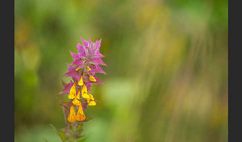 Hain-Wachtelweizen (Melampyrum nemorosum)