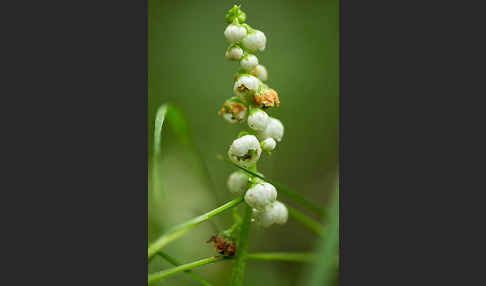 Rundblättriges Wintergrün (Pyrola rotundifolia)
