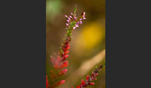 Heidekraut (Calluna vulgaris)