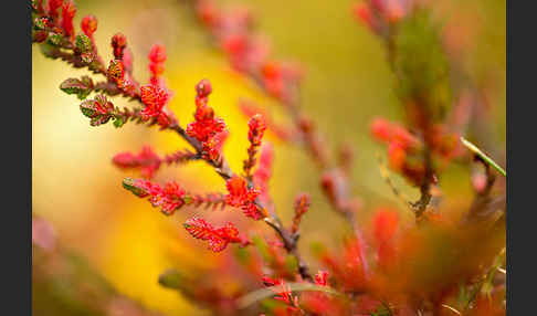 Heidekraut (Calluna vulgaris)