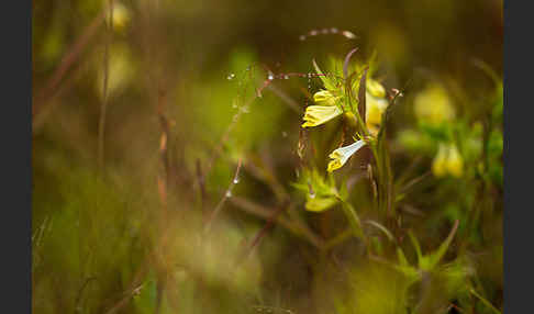 Wiesen-Wachtelweizen (Melampyrum pratense)