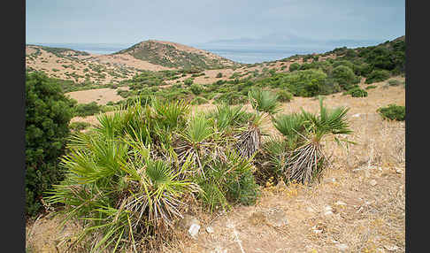 Zwergpalme (Chamaerops humilis)