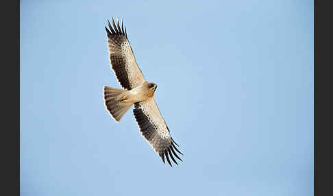 Zwergadler (Aquila pennata)