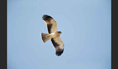 Zwergadler (Aquila pennata)