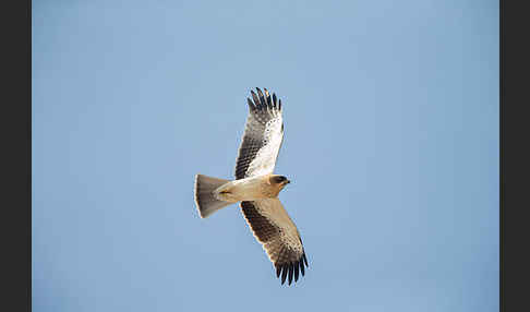 Zwergadler (Aquila pennata)