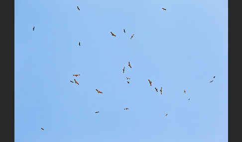 Schlangenadler (Circaetus gallicus)