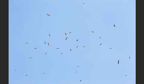 Schwarzstorch (Ciconia nigra)