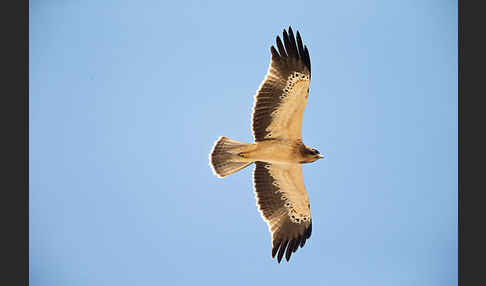 Zwergadler (Aquila pennata)