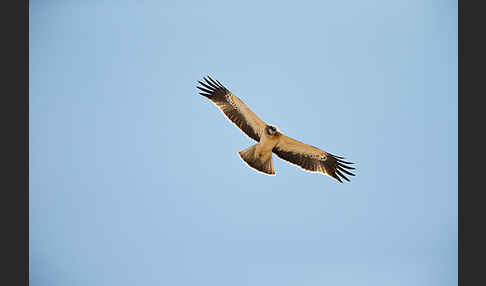 Zwergadler (Aquila pennata)