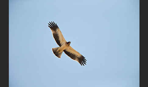 Zwergadler (Aquila pennata)