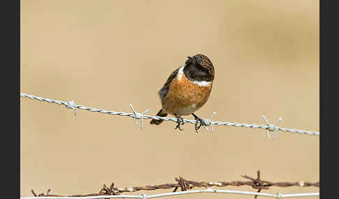 Schwarzkehlchen (Saxicola torquata)