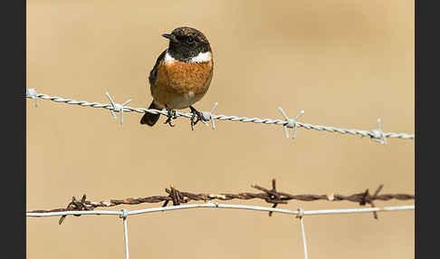 Schwarzkehlchen (Saxicola torquata)