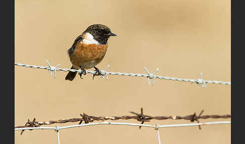 Schwarzkehlchen (Saxicola torquata)