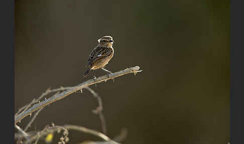 Schwarzkehlchen (Saxicola torquata)