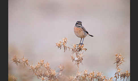 Schwarzkehlchen (Saxicola torquata)