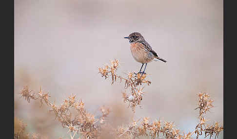 Schwarzkehlchen (Saxicola torquata)