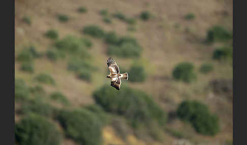 Zwergadler (Aquila pennata)