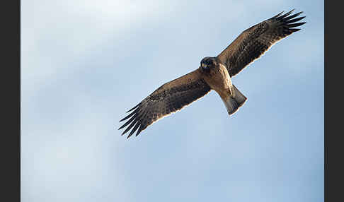 Zwergadler (Aquila pennata)