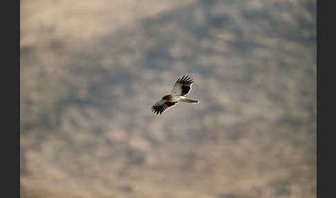 Zwergadler (Aquila pennata)