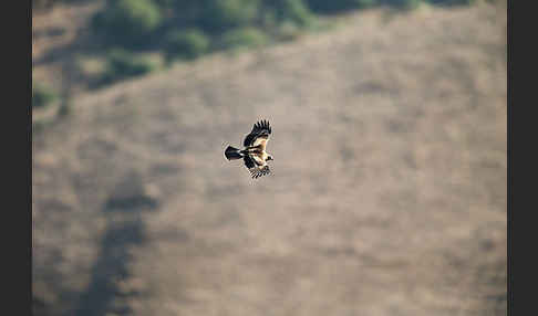 Zwergadler (Aquila pennata)