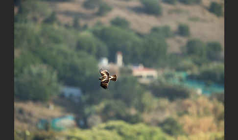 Zwergadler (Aquila pennata)