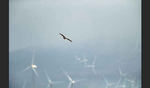 Zwergadler (Aquila pennata)