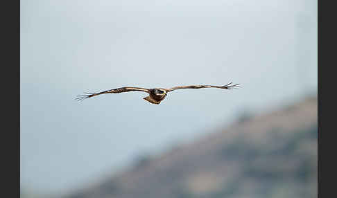 Wespenbussard (Pernis apivorus)