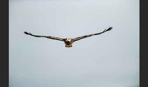 Wespenbussard (Pernis apivorus)