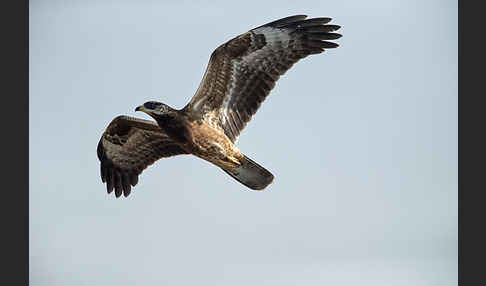 Wespenbussard (Pernis apivorus)