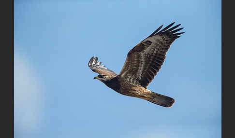 Wespenbussard (Pernis apivorus)